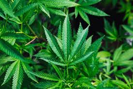 Illinois Plans to Legalize Marijuana By Next Year